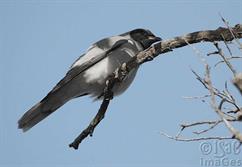 Black Faced Cuckoo Shrike - 3